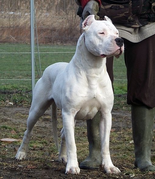 Dogo-Argentino-Pictures