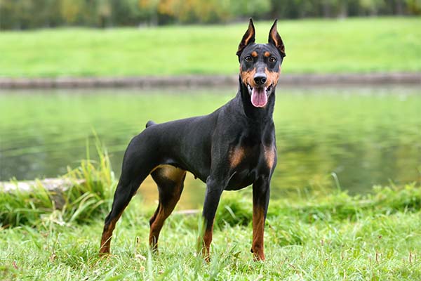 German-Doberman-Pinscher dangerous dog