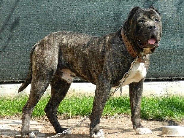 Perro de Presa Canario most dangerous dog
