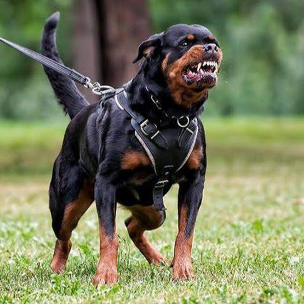 Rottweiler most dangerous dog breed