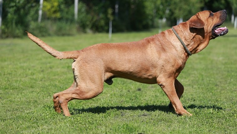 Tosa Inu, dog breeds dangerous