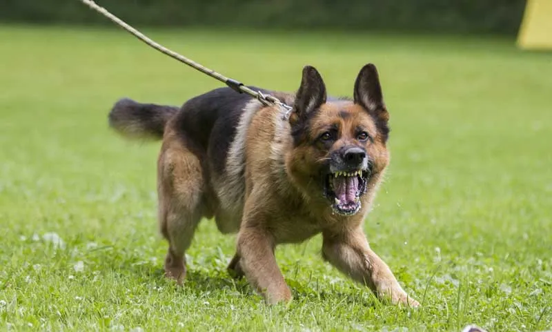 angry-german-shepherd