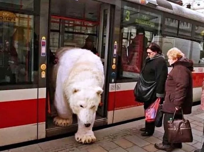 polar bear train ride in Russia