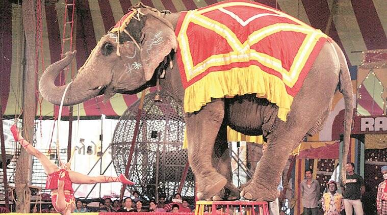 animal in circus in india