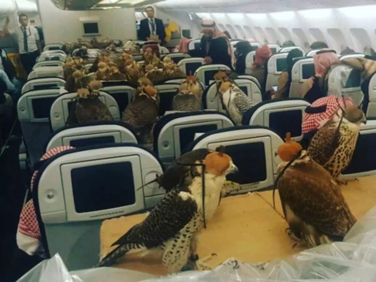 Falcon in Dubai flight