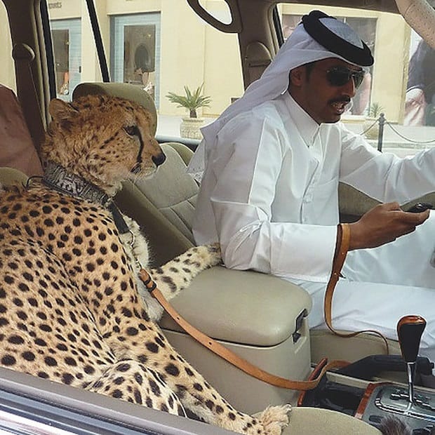 dubai man with cheetah as pet