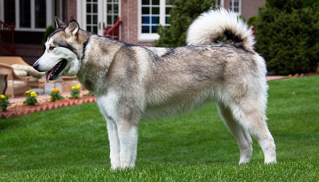 Alaskan Malamute