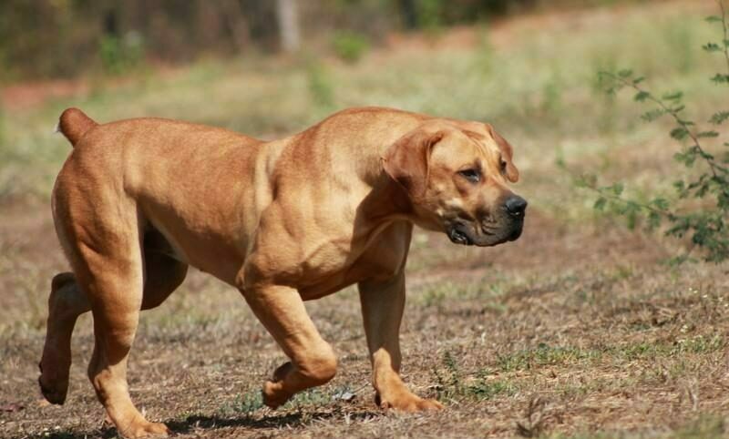 Boerboel dog breed large