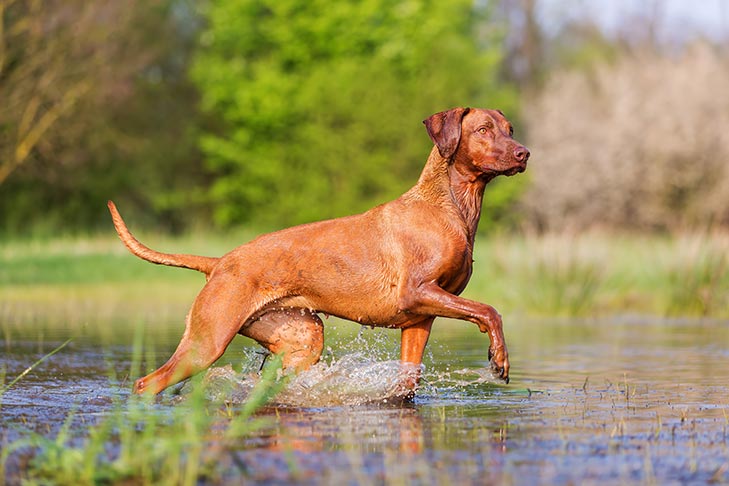 Rhodesian Ridgeback most deadly dogs