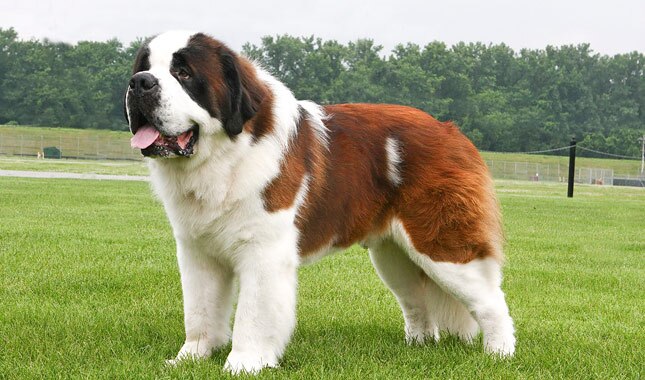 Saint Bernard one of the largest dog breeds