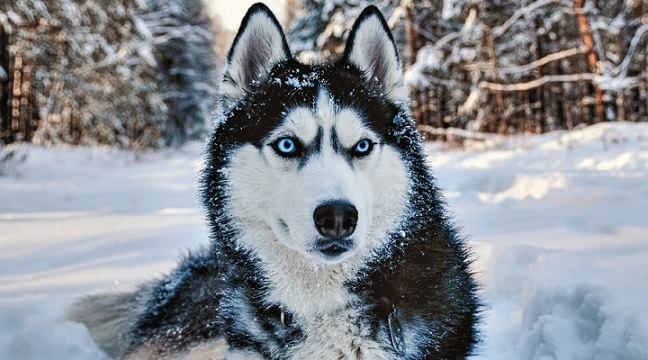 Siberian-Husky-in-Snow