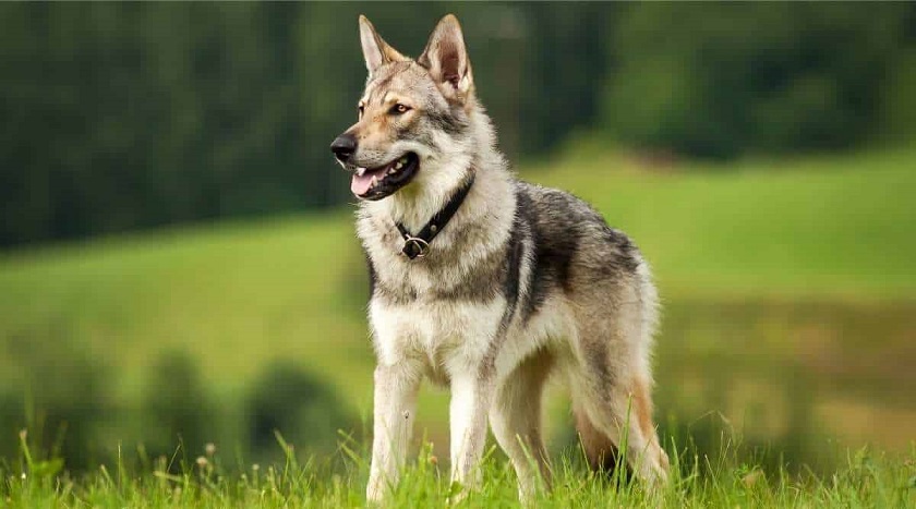 Wolfdog-in-the-meadow