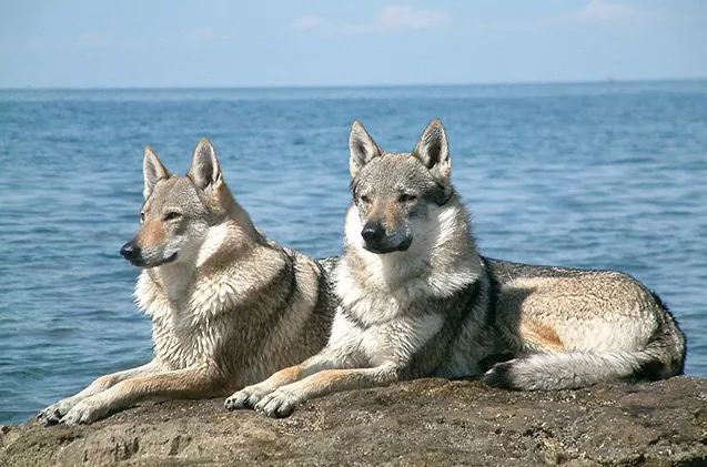 czechoslovakian vlcak ferocious dog breed