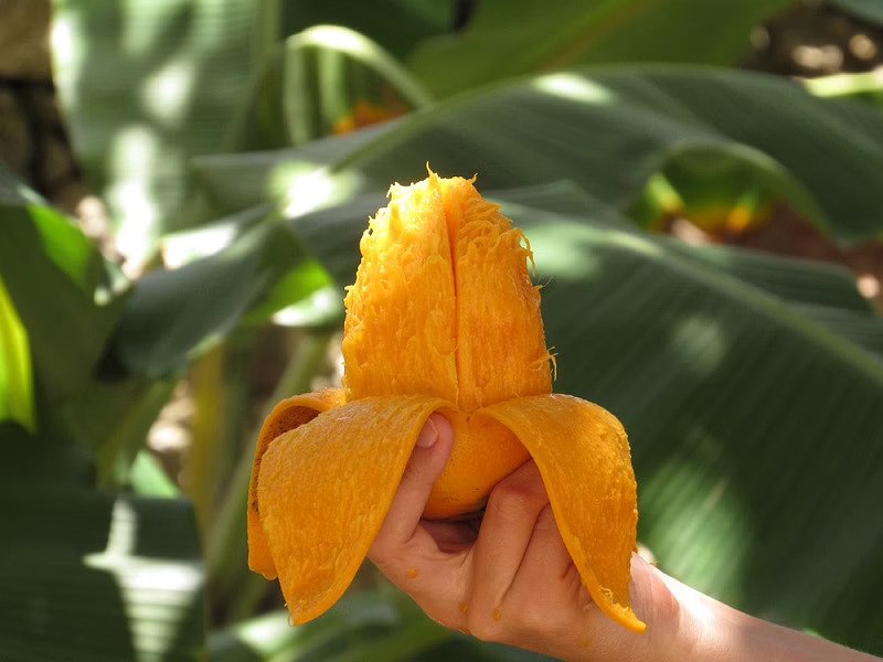 soak mango in water before eating