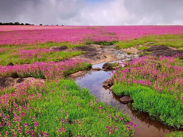 Kaas Plateau, best places of Panchgani