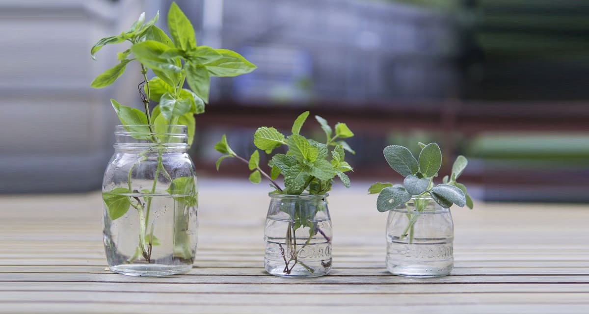 Grow mint without soil