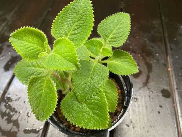 Indian borage Mexican mint planting