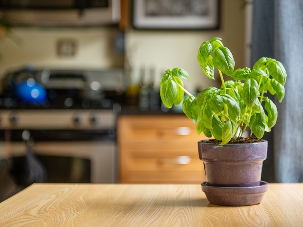 Italian Basil planting in kitchen