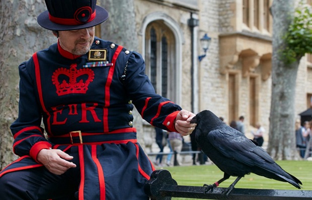 Ravens, the Guardians of the Tower of London