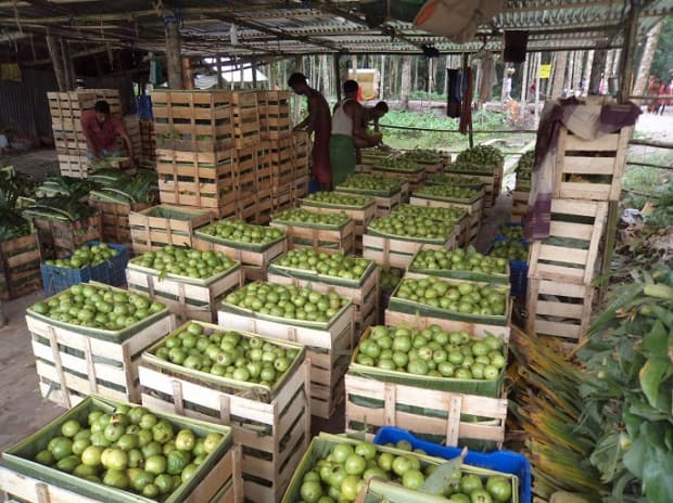 guava benefits