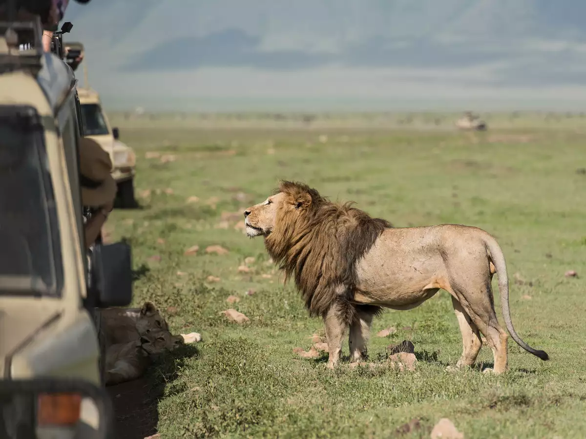 lion safari images