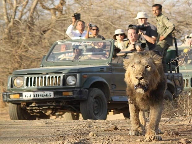 safari jeeps lion
