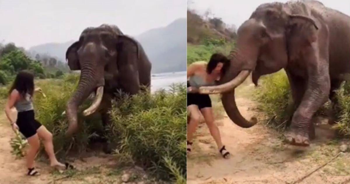 Elephant Attacks Woman