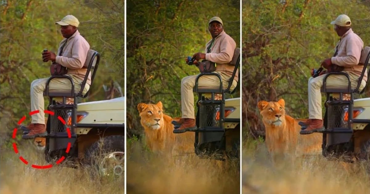 Why lions don’t attack people in a safari vehicle