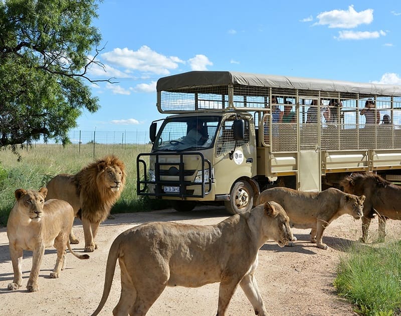 lion on safari