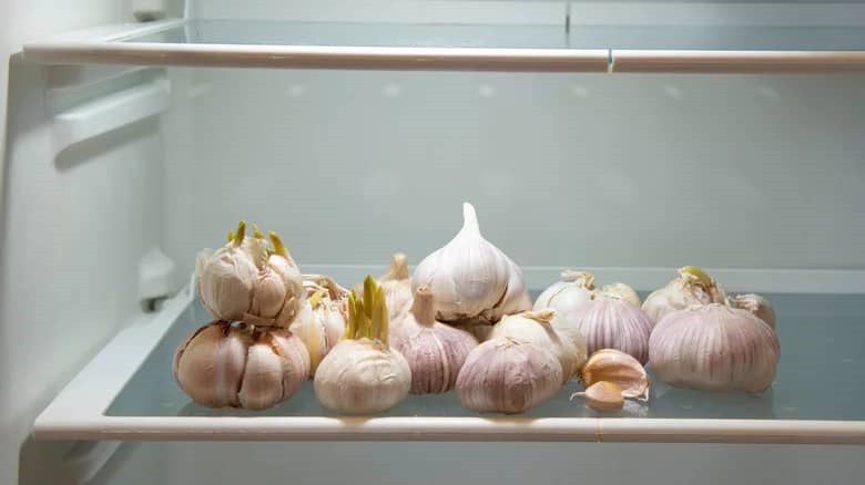 Garlic in refrigerator