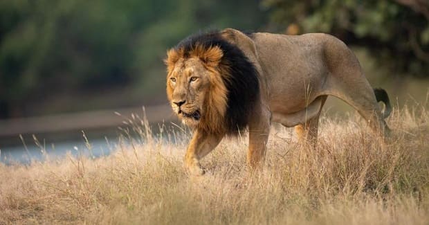 Alidar village lion