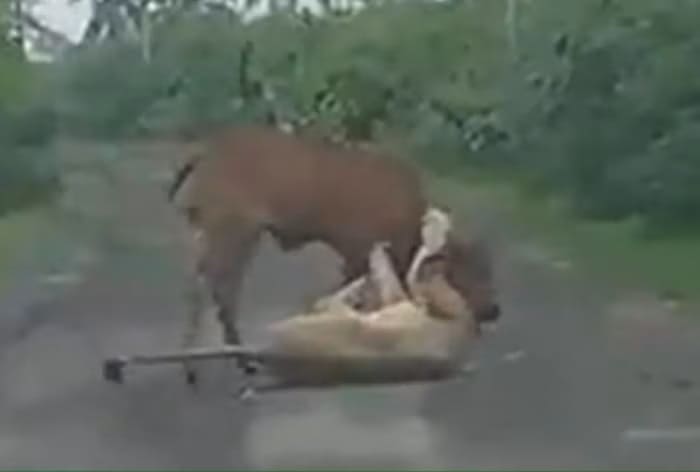 Gujarat Farmer Chases Away Lion