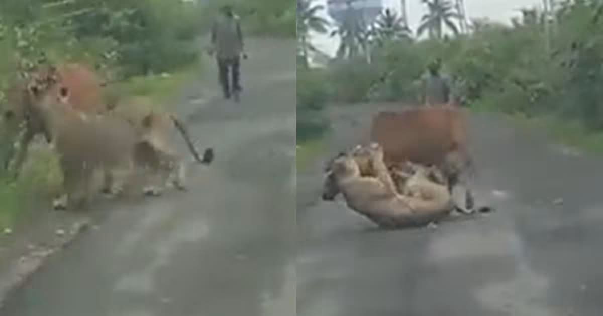 Man Chases Away Lion To Save His Cow