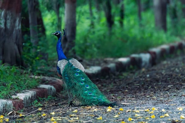 Okhla Bird Sanctuary noida