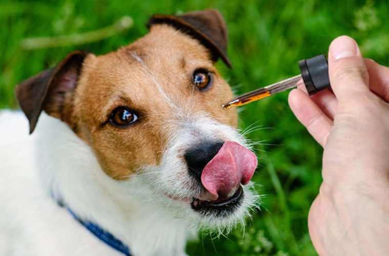 CBD for pets