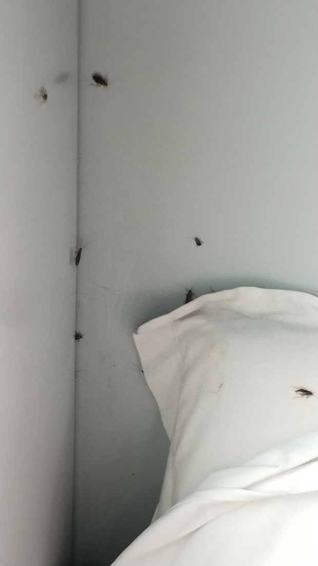 cockroaches on train