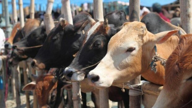 Maneka Gandhi Accuses ISKCON Of Selling Cows To Butchers