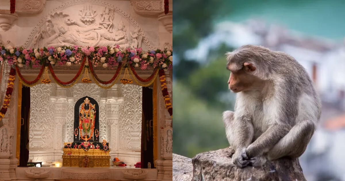 Monkey enter Ram Temple ayodhya