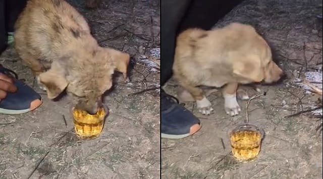 puppy make to drink whiskey in rajasthan