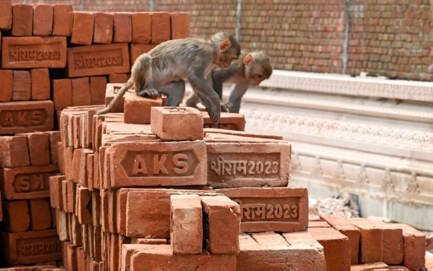 ram mandir monkey