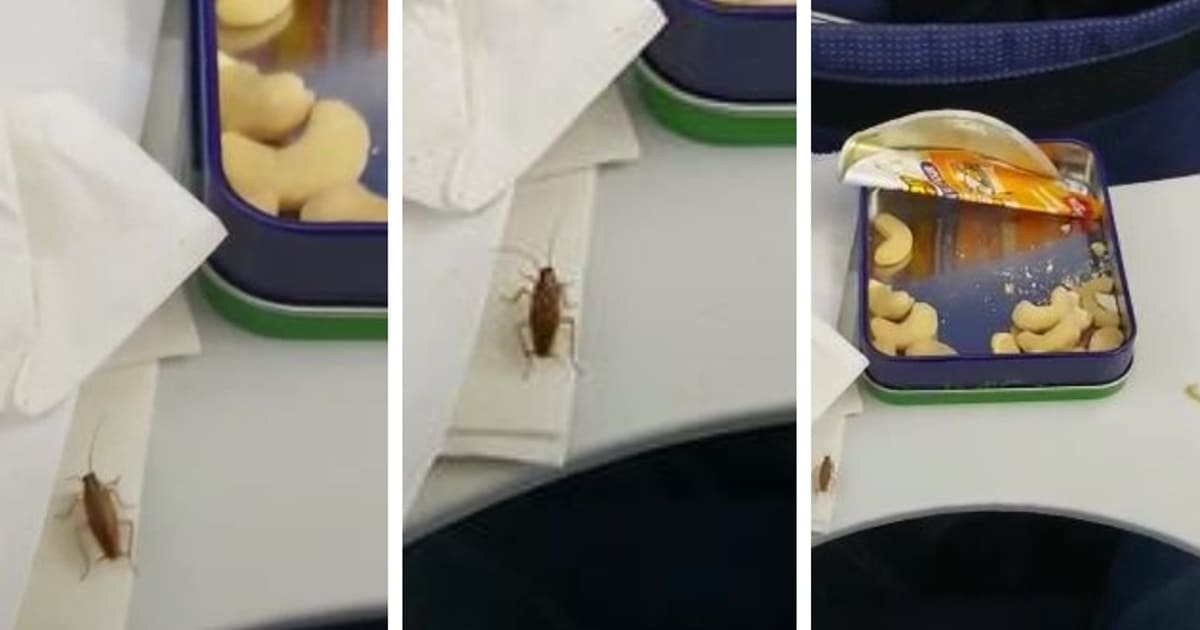 Cockroaches in indigo flight
