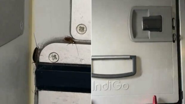 IndiGo passenger spots cockroaches in flight food area