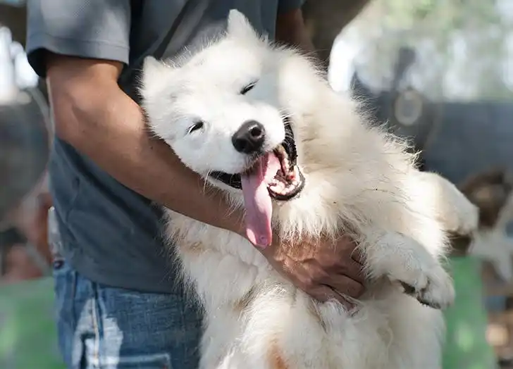 Fluffy Dog Companionship