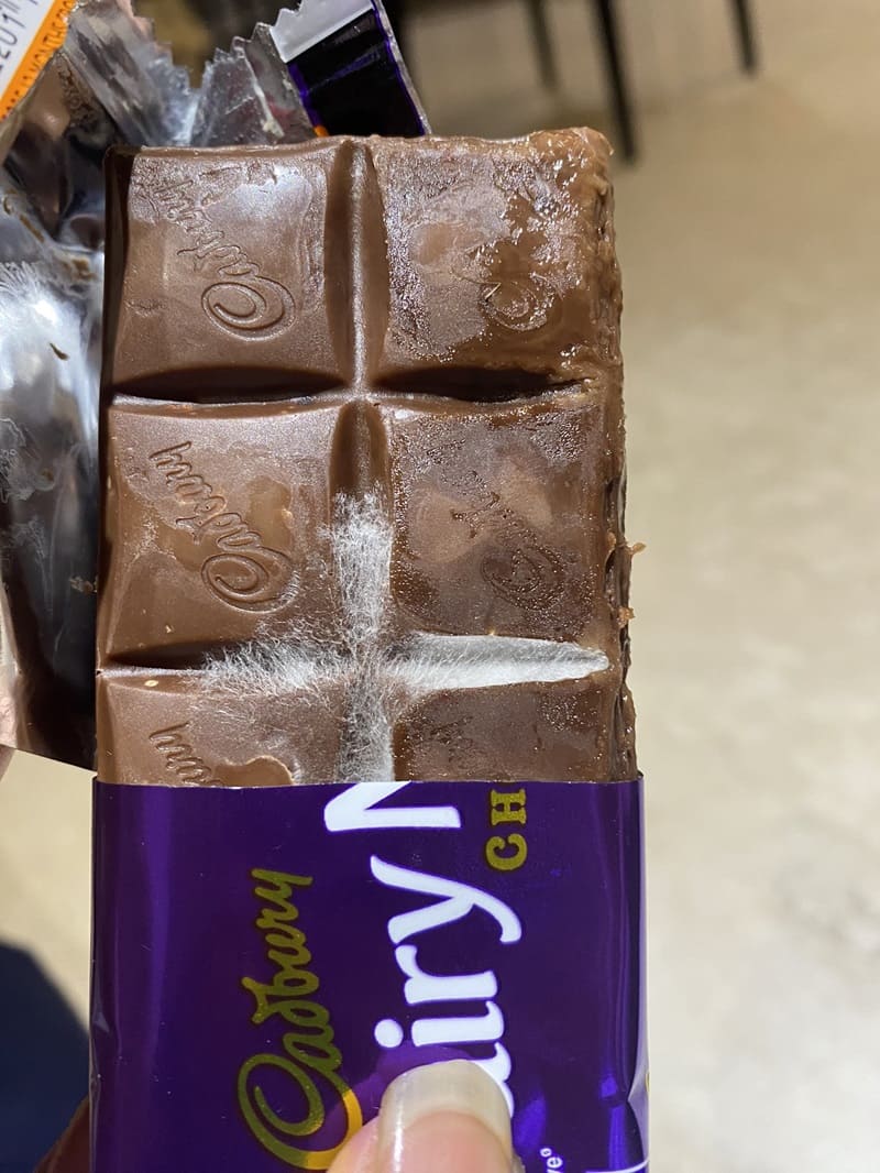 Fungus in dairy milk