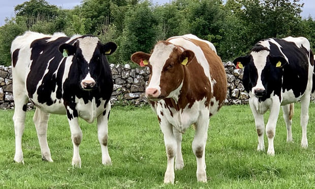 holstein