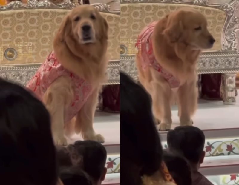 ambani_dog