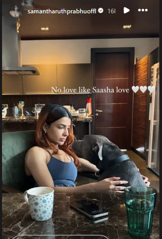 samantha ruth prabhu saasha love