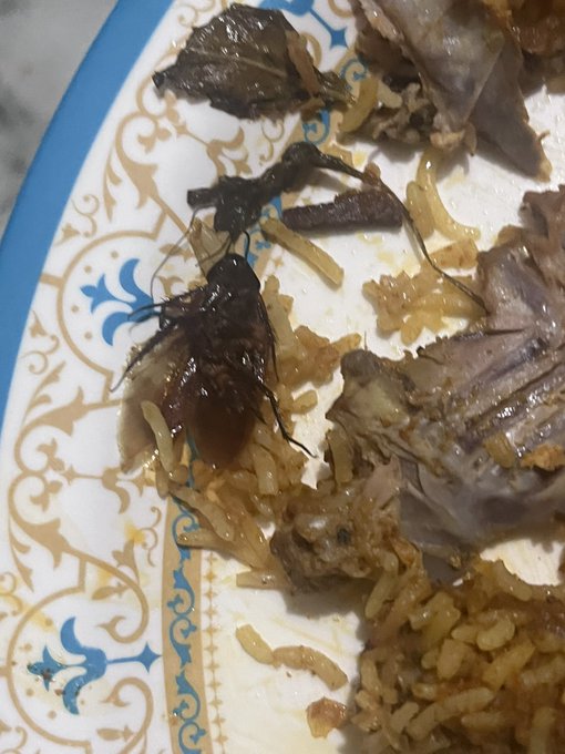 cockroach in biriyani ordered from Zomato