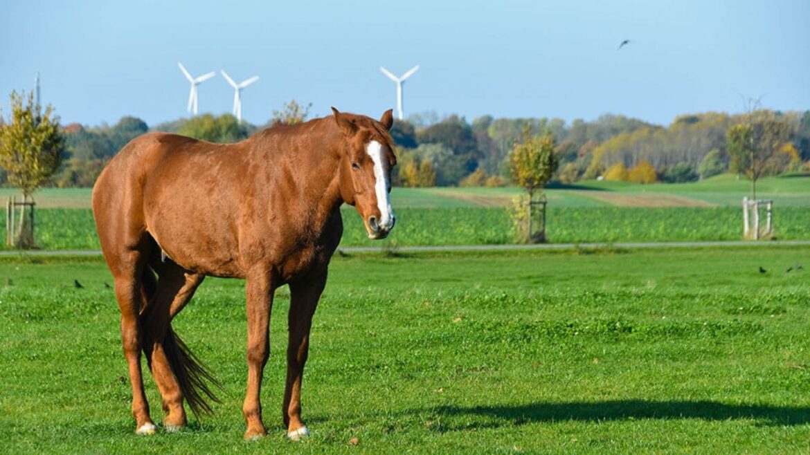 Horses Sleep While Standing Up
